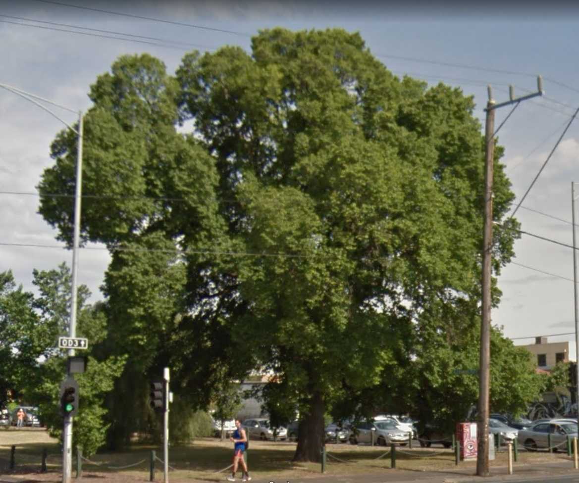 Elm before works started, November 2017